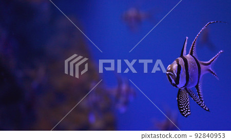 Pterapogon in aquarium 92840953