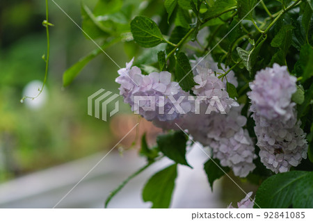 雨中貴船的繡球花 雨中貴船的繡球花 92841085