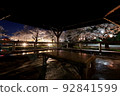Night cherry blossoms at Wakaizumi Park 92841599