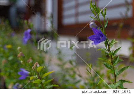 Bellflowers blooming in the precincts 92841671