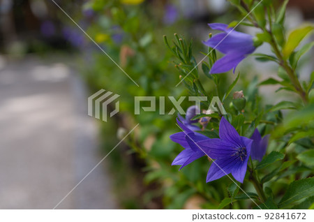 Bellflowers blooming in the precincts 92841672