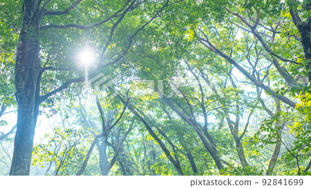 Dawn of the Forest/Eco Image (Oyama) Dawn of the Forest/Eco Image (Oyama) 92841699