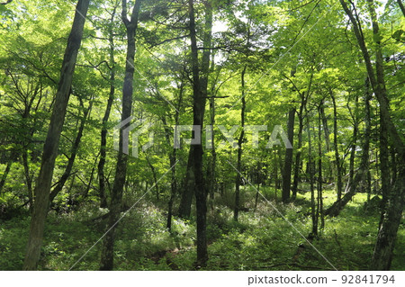 Beech forest on Mt. Fuji Beech forest on Mt. Fuji 92841794