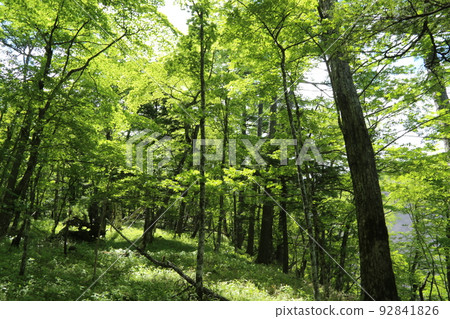Beech forest on Mt. Fuji Beech forest on Mt. Fuji 92841826