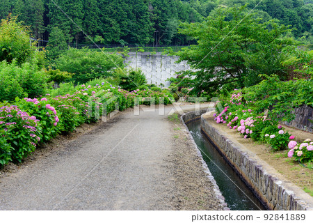 Hydrangea at Yasuragi Park in Marugame City, Kagawa Prefecture Hydrangea at Yasuragi Park in Marugame City, Kagawa Prefecture 92841889