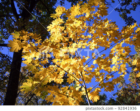 Yellow autumn maple leaves on a blue sky. Sunny autumn day. Yellow autumn maple leaves on a blue sky. Sunny autumn day. 92841936