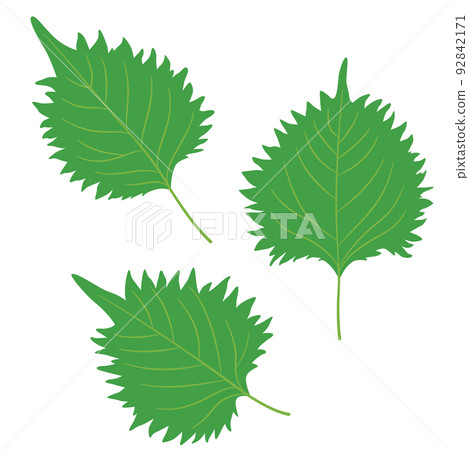 蔬菜插圖：紫蘇葉、紫蘇葉 92842171