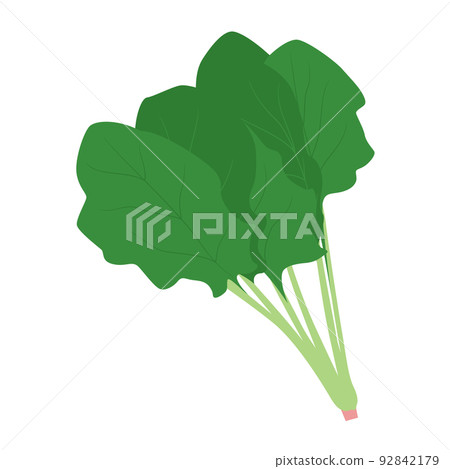 Vegetable illustration spinach 92842179