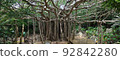 Yanbaru Daisekirinzan Ugan Gajumaru 92842280