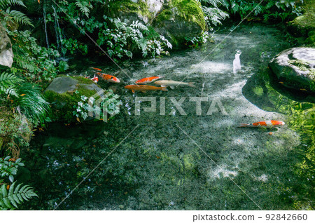 京都夏日的琉璃院生機勃勃的新鮮綠色 92842660