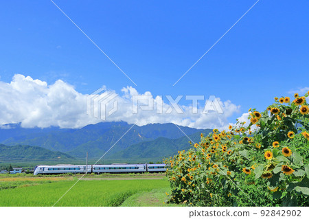 大糸線向日葵和特快梓的夏天 92842902