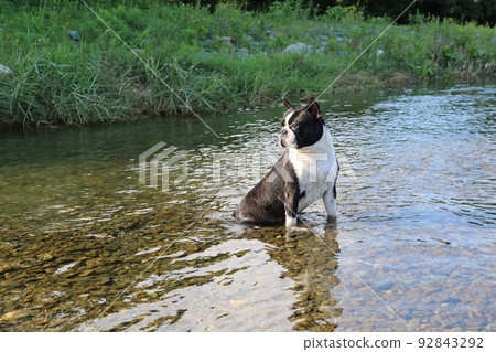 在河裡玩耍的熱門地點，一隻可愛的波士頓梗犬 Mighty，它在水和綠地美麗的常川町眺望山澗。 92843292