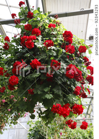 三重縣桑名市長島町名花之裡 三重縣桑名市長島町名花之裡 92843293