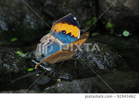 Conch Hawk Conch Hawk 92843462