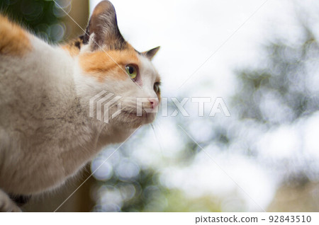 Stray cats living in Japanese forests Stray cats living in Japanese forests 92843510