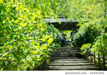 Kamakura Summer Meigetsuin's beautiful fresh green and Japanese space Kamakura Summer Meigetsuin's beautiful fresh green and Japanese space 92843842