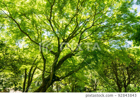 Kamakura Summer Meigetsuin's beautiful fresh green and Japanese space Kamakura Summer Meigetsuin's beautiful fresh green and Japanese space 92843843