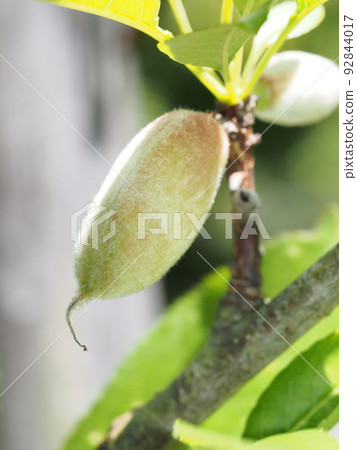 raspberry fruit 92844017