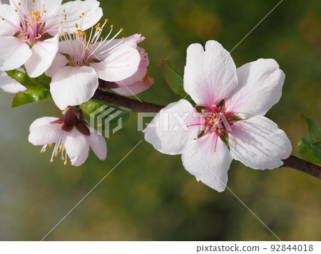 Hentou flower 92844018