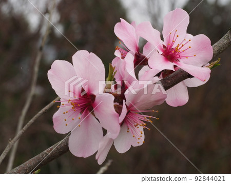 Hentou flower 92844021