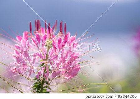Cleome flowers that bloom vigorously even in the hot summer 92844200