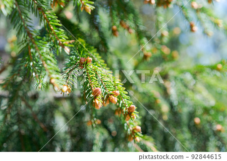 Green young branches spruce tree with fresh cones in spring. Blooming fir tree 92844615