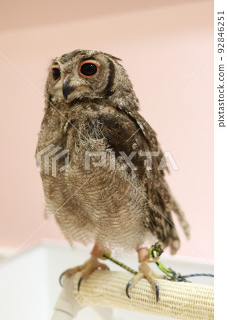 Cute horned owl whole body with eyes Cute horned owl whole body with eyes 92846251