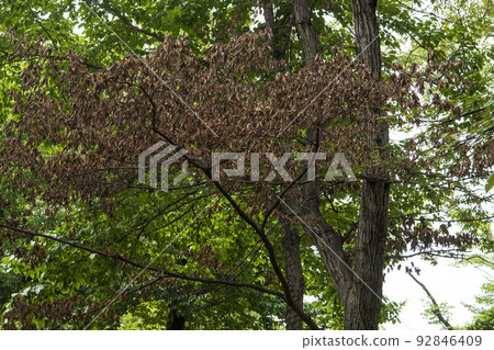 枯萎的橡樹枝葉 枯萎的橡樹枝葉 92846409