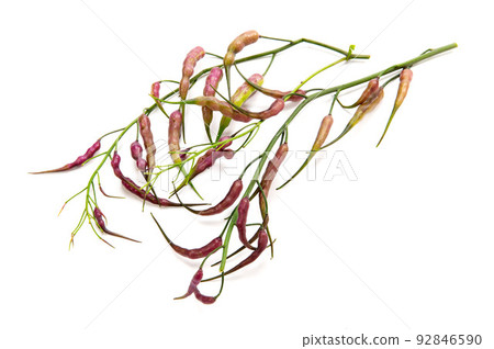 Purple radish fruit, pod radish Purple radish fruit, pod radish 92846590