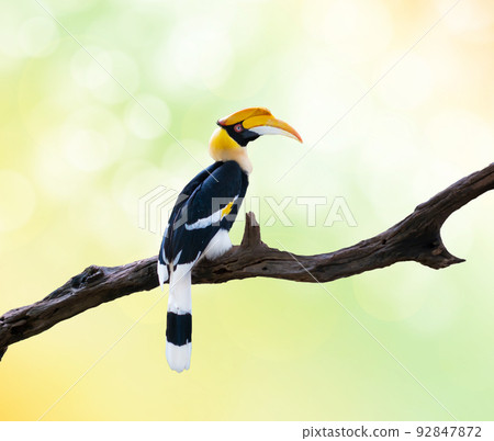 Hornbill 92847872