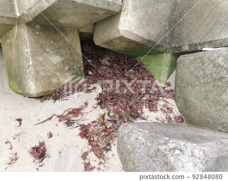 seaweed 92848080