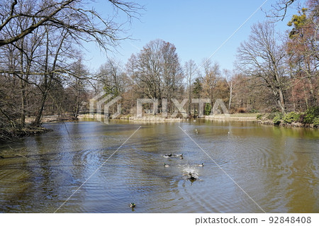 Ducks in pond at park in Pszczyna town in Poland 92848408