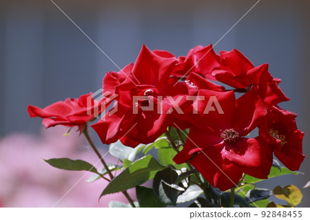 Arao City Ominous Citizen Flower Bed Rose Flower, Arao City Ominous Citizen Flower Bed Rose Flower, 92848455