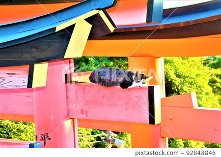 Fushimi-Inari Taisha  92848846