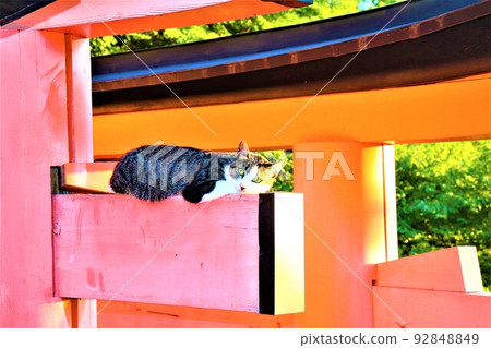 伏見Inari Taisha 92848849