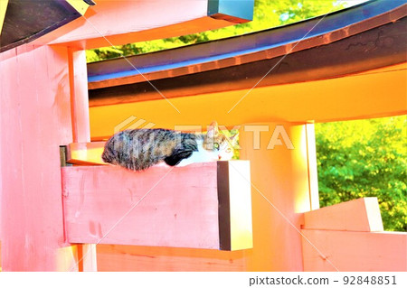 Fushimi-Inari Taisha Fushimi-Inari Taisha 92848851