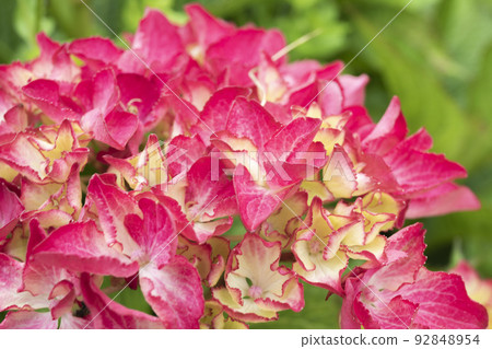 Hydrangea clusters coloring Kazahaya no Sato in early summer 92848954