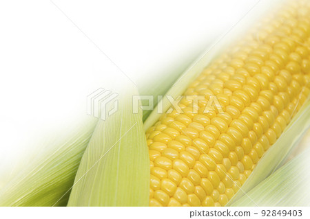 玉米 92849403