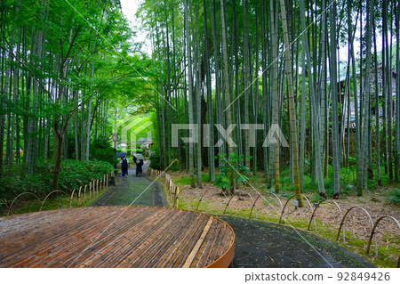 桂川步行道，竹林風景 92849426