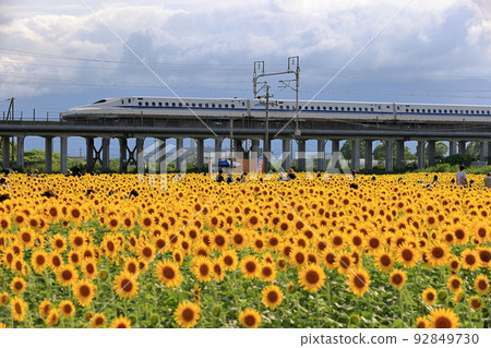 Sunflower field and Tokaido Shinkansen 92849730