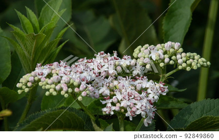 In the wild, elderberry herbaceous Sambucus ebulus blooms in summer 92849860