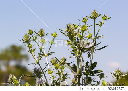field eryngo or eryngium campestre. Cardo corredor. Plant member of the Apiaceae family. 92849871