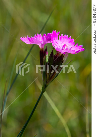 Carthusian pink flowers Dianthus carthusianorum on a summer meadow. Use in traditional medicine aggainst rheumatism 92849877
