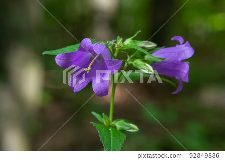 Campanula trachelium blossoms on dark background. Summer forest Campanula trachelium blossoms on dark background. Summer forest 92849886