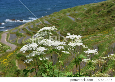 White rice senmaida (Wajima City, Ishikawa Prefecture) White rice senmaida (Wajima City, Ishikawa Prefecture) 92849887