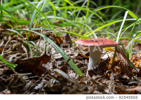 Russula emetica, commonly known as the sickener, emetic russula, or vomiting russula, is a basidiomycete mushroom Russula emetica, commonly known as the sickener, emetic russula, or vomiting russula, is a basidiomycete mushroom 92849888