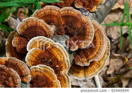 Anise mazegill, a brown rot fungus, Gloeophyllum odoratum 92849894