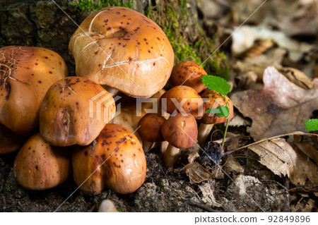 gymnopus fusipes mushroom cluster, edible when young 92849896