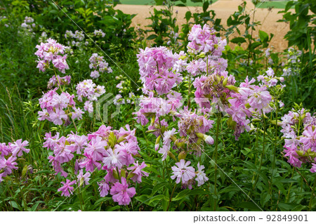 Saponaria officinalis white flowers in summer garden. Common soapwort, bouncing-bet, crow soap, wild sweet William plant 92849901