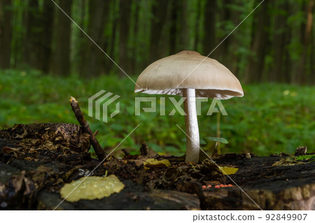 Volvariella gloiocephala is alsno known as big sheath mushroom, rose-gilled grisette or stubble rosegill 92849907